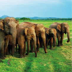 SIGIRIYA AND MINNERIYA NATIONAL PARK